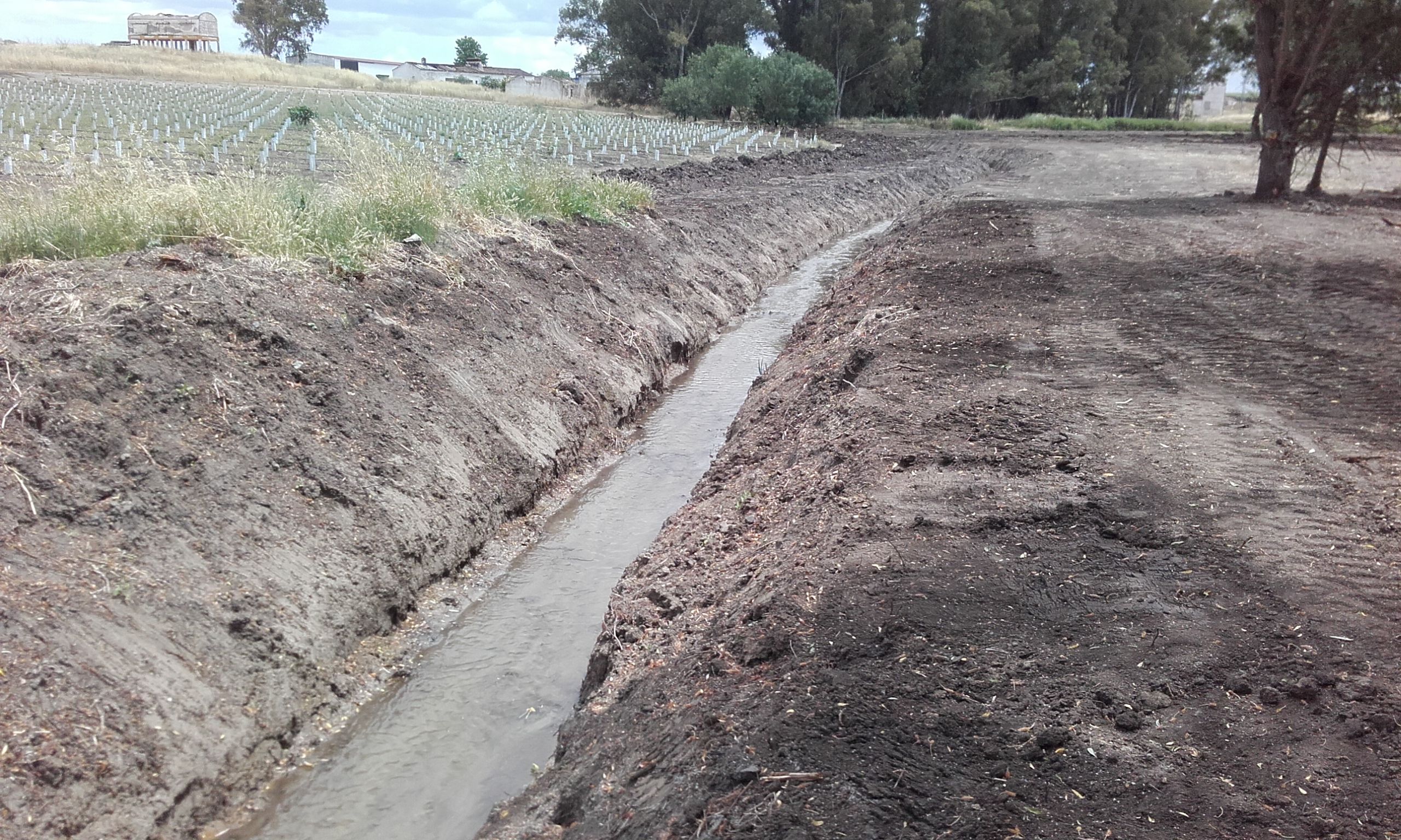 Arranque de árboles: Servicios de Excavaciones López Arranque de árboles: Servicios de Excavaciones López
