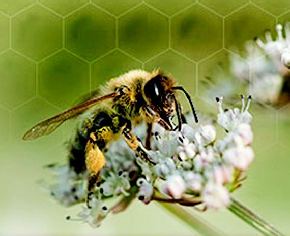 Miel de abejas Badajoz