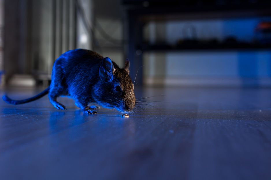 Especilistas en eliminación de plagas de ratas y ratones en Bilbao
