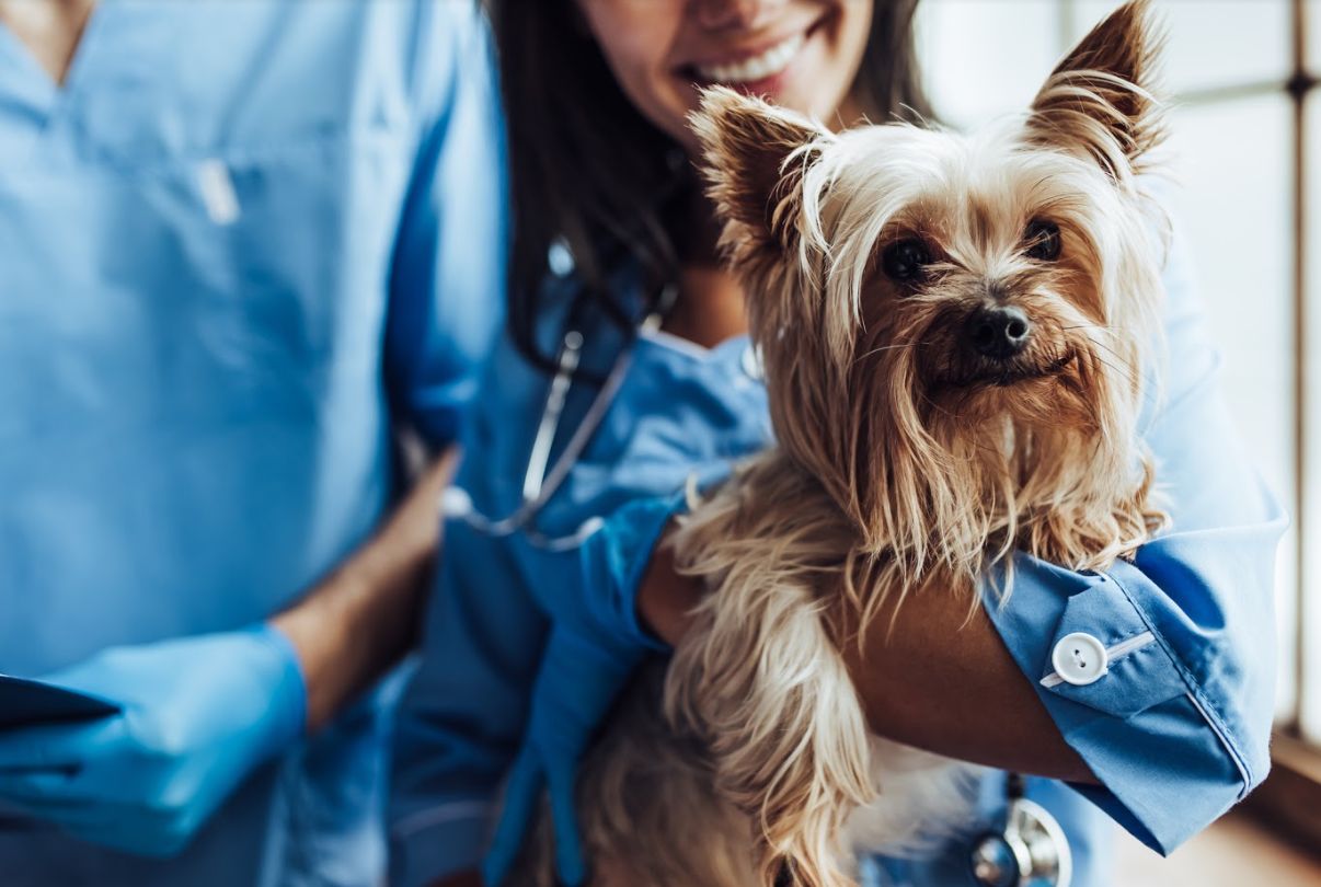 Curso de Ayudante Técnico Veterinario: Cursos de CEMAFE Formación Curso de Ayudante Técnico Veterinario: Cursos de CEMAFE Formación