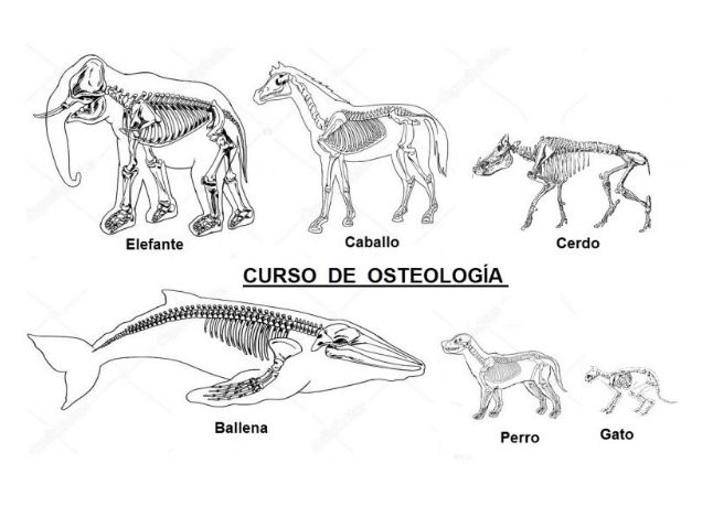 Osteologia Animal (Huesos Animales): Cursos de Formación Veterinaria  Portacoeli