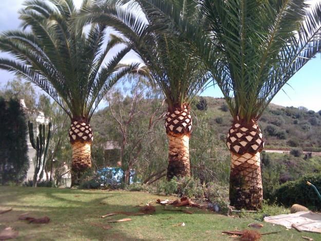 Poda de árboles y palmeras: Servicios de Indigo Jardines Poda de árboles y palmeras: Servicios de Indigo Jardines