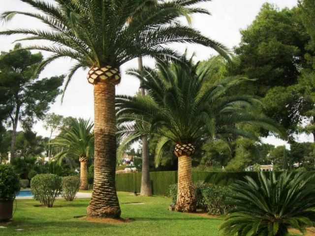Poda de árboles y palmeras: Servicios de Indigo Jardines Poda de árboles y palmeras: Servicios de Indigo Jardines
