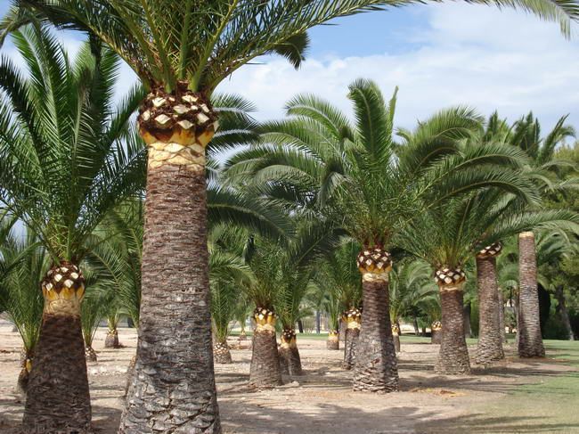 Poda de árboles y palmeras: Servicios de Indigo Jardines Poda de árboles y palmeras: Servicios de Indigo Jardines