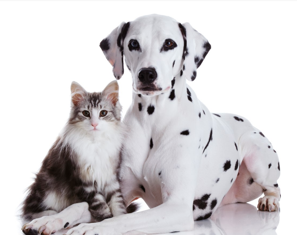 Asesoramiento nutricional para perros y gatos: Servicios de El Arca de Noé Asesoramiento nutricional para perros y gatos: Servicios de El Arca de Noé
