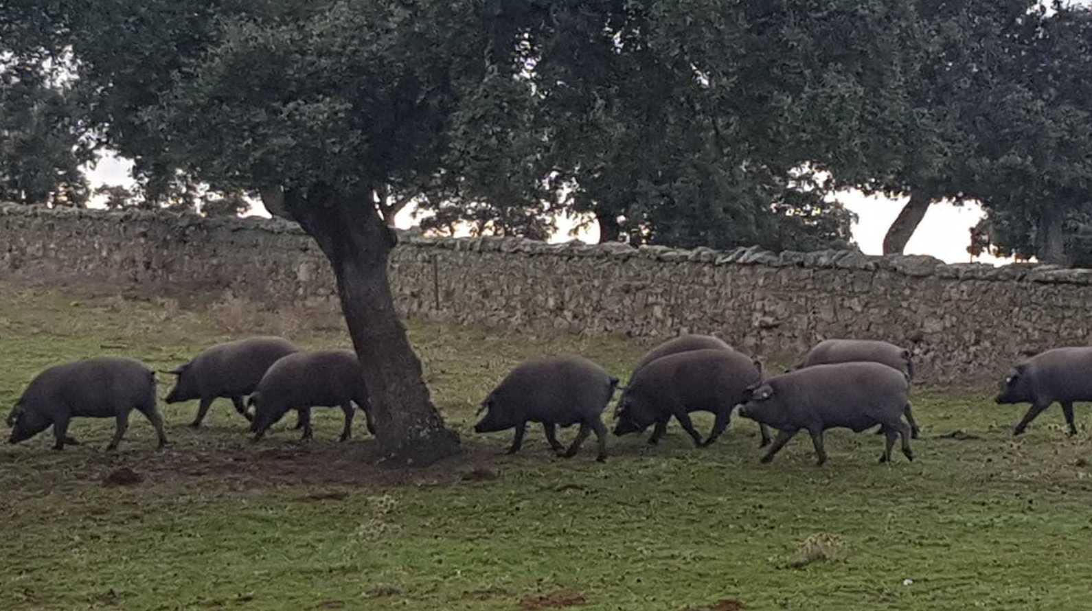 Cerdos en montanera, criados a base de bellotas y en libertad