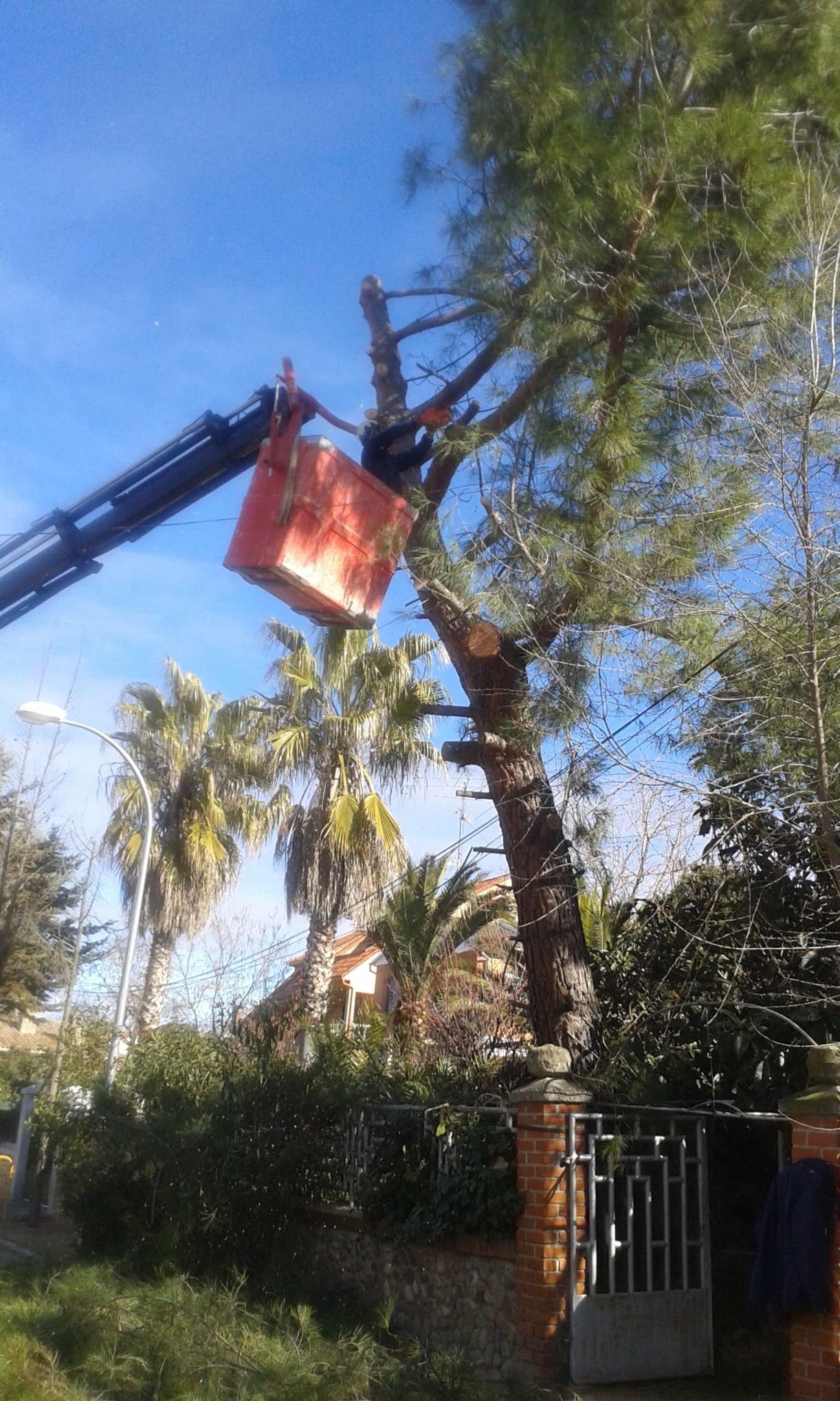 Podas y talas: Servicios de Jardinería Sefer Podas y talas: Servicios de Jardinería Sefer