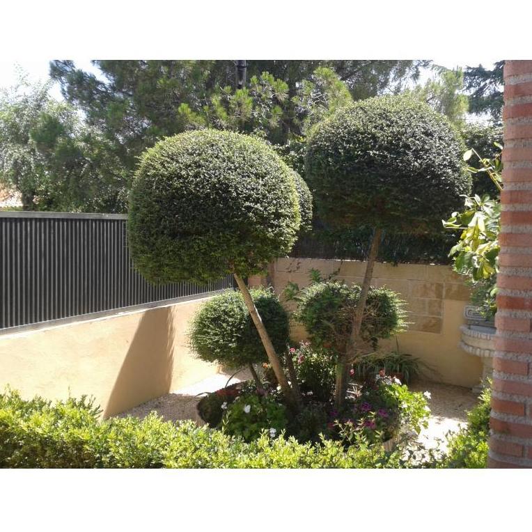 Diseños: Servicios de Jardinería Sefer Diseños: Servicios de Jardinería Sefer