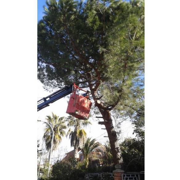 Podas y talas: Servicios de Jardinería Sefer Podas y talas: Servicios de Jardinería Sefer