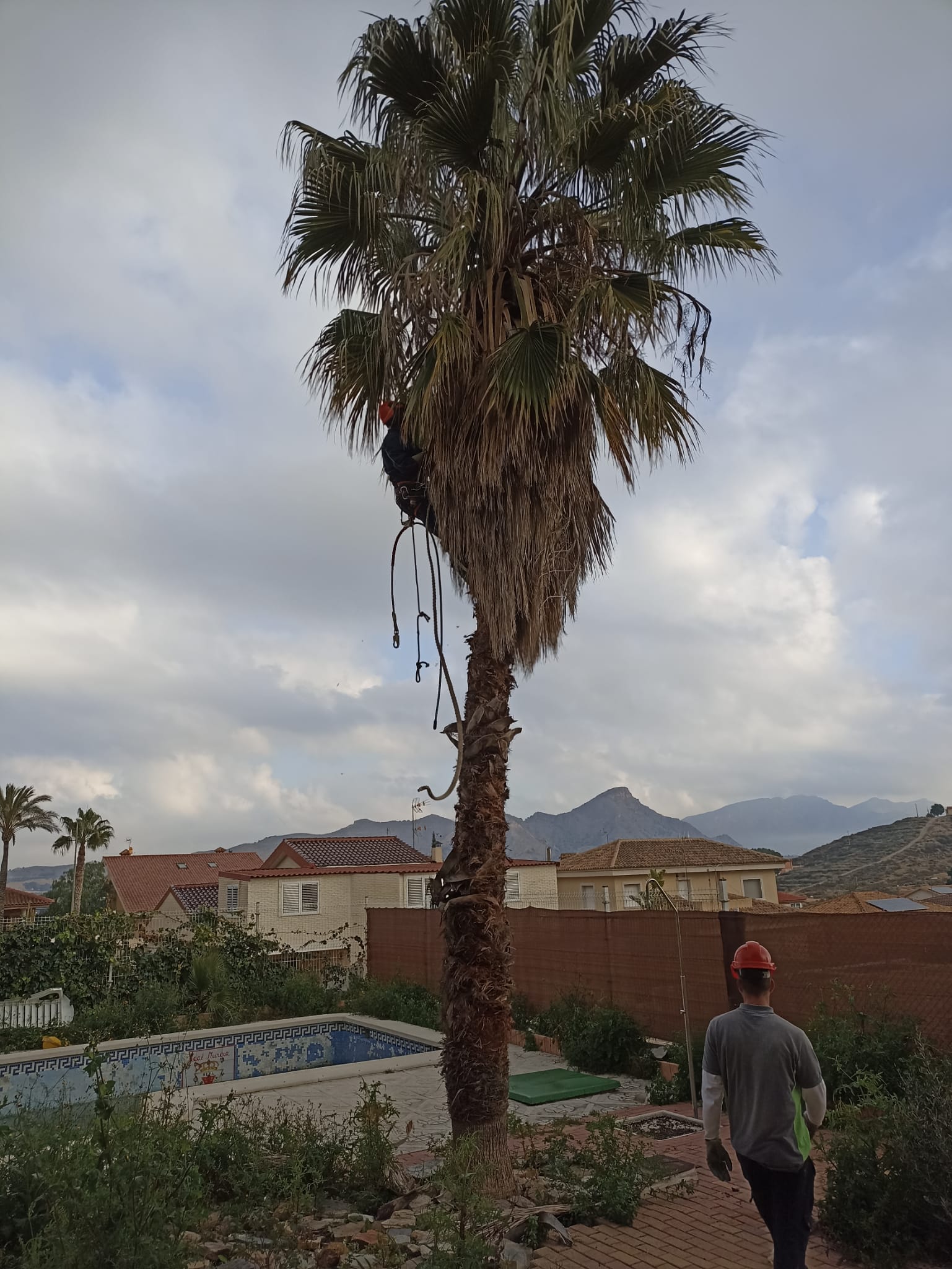 Tala de palmera en murcia
