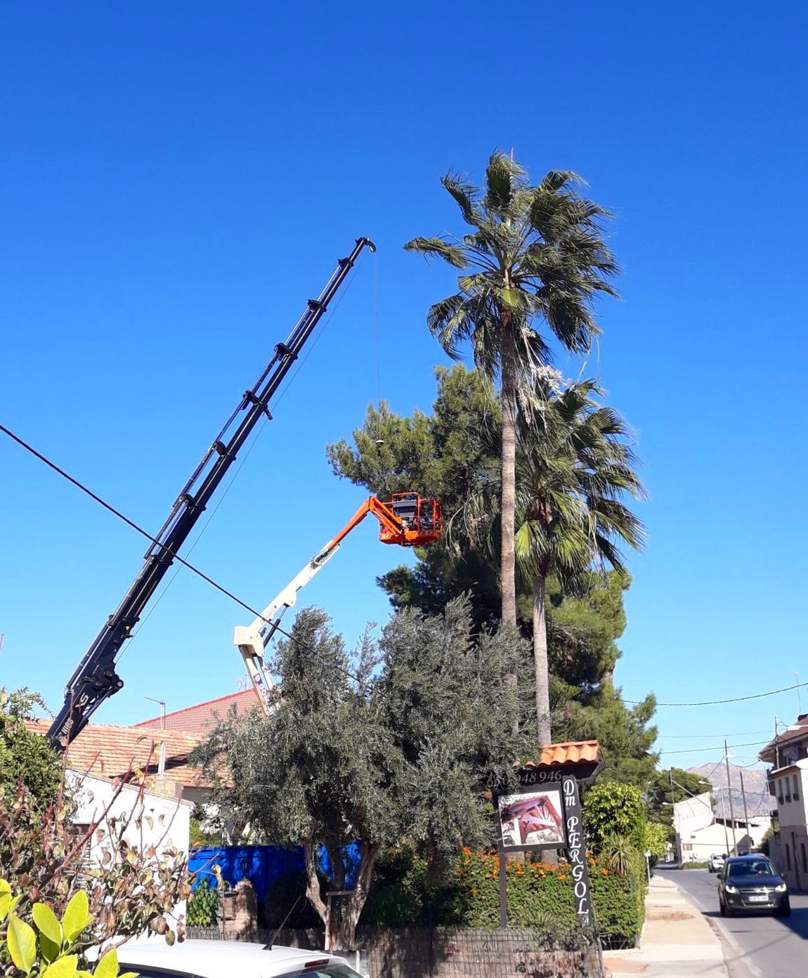 Tala de pino Tala de pino