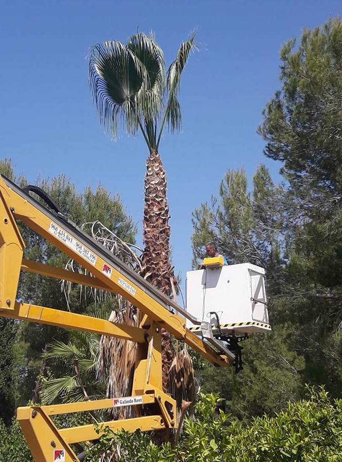 ASPI, PODAS EN ALTURA EN MURCIA ASPI, PODAS EN ALTURA EN MURCIA