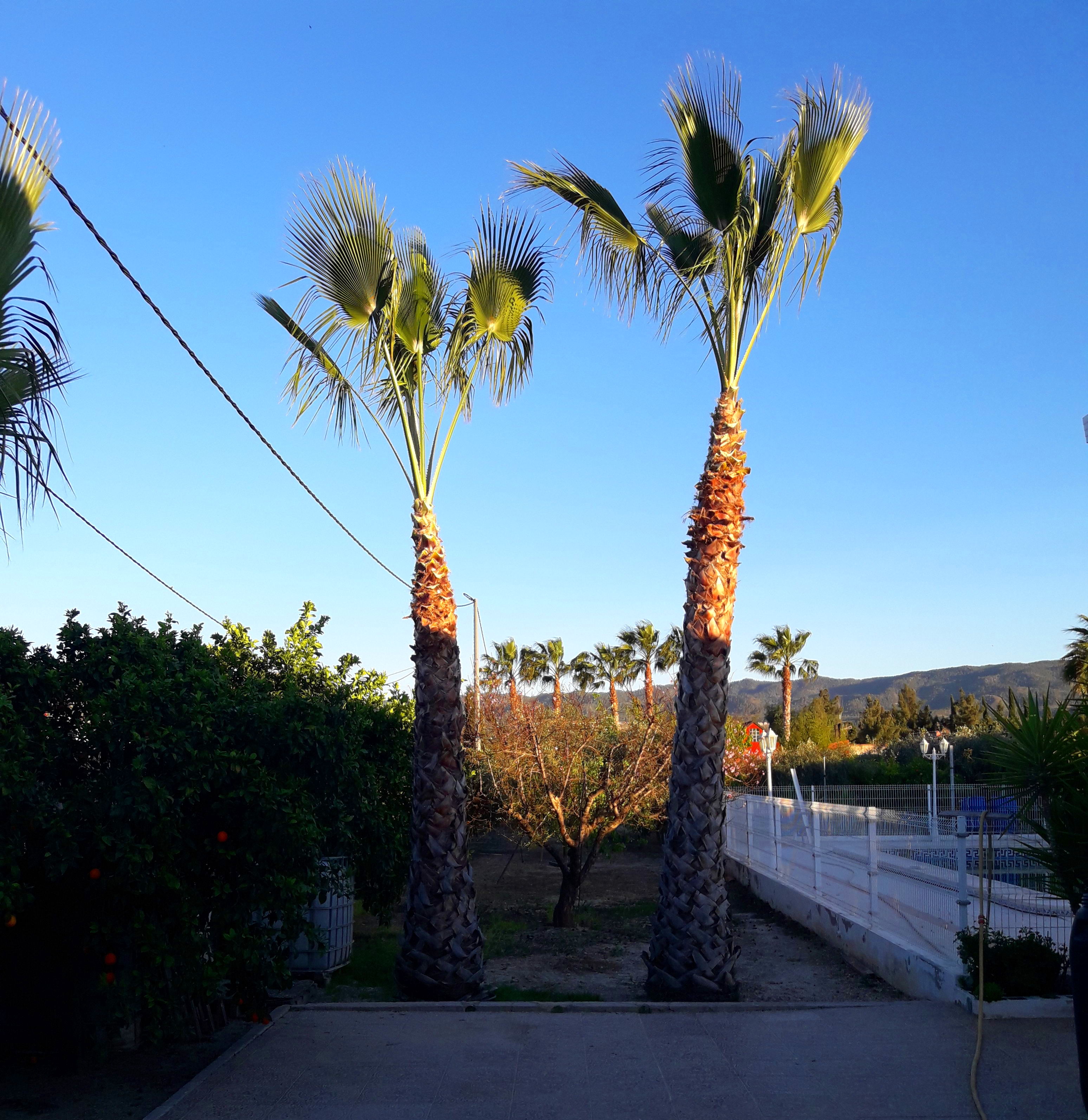 Poda palmera realizada por Mantenimiento Aspi Poda palmera realizada por Mantenimiento Aspi