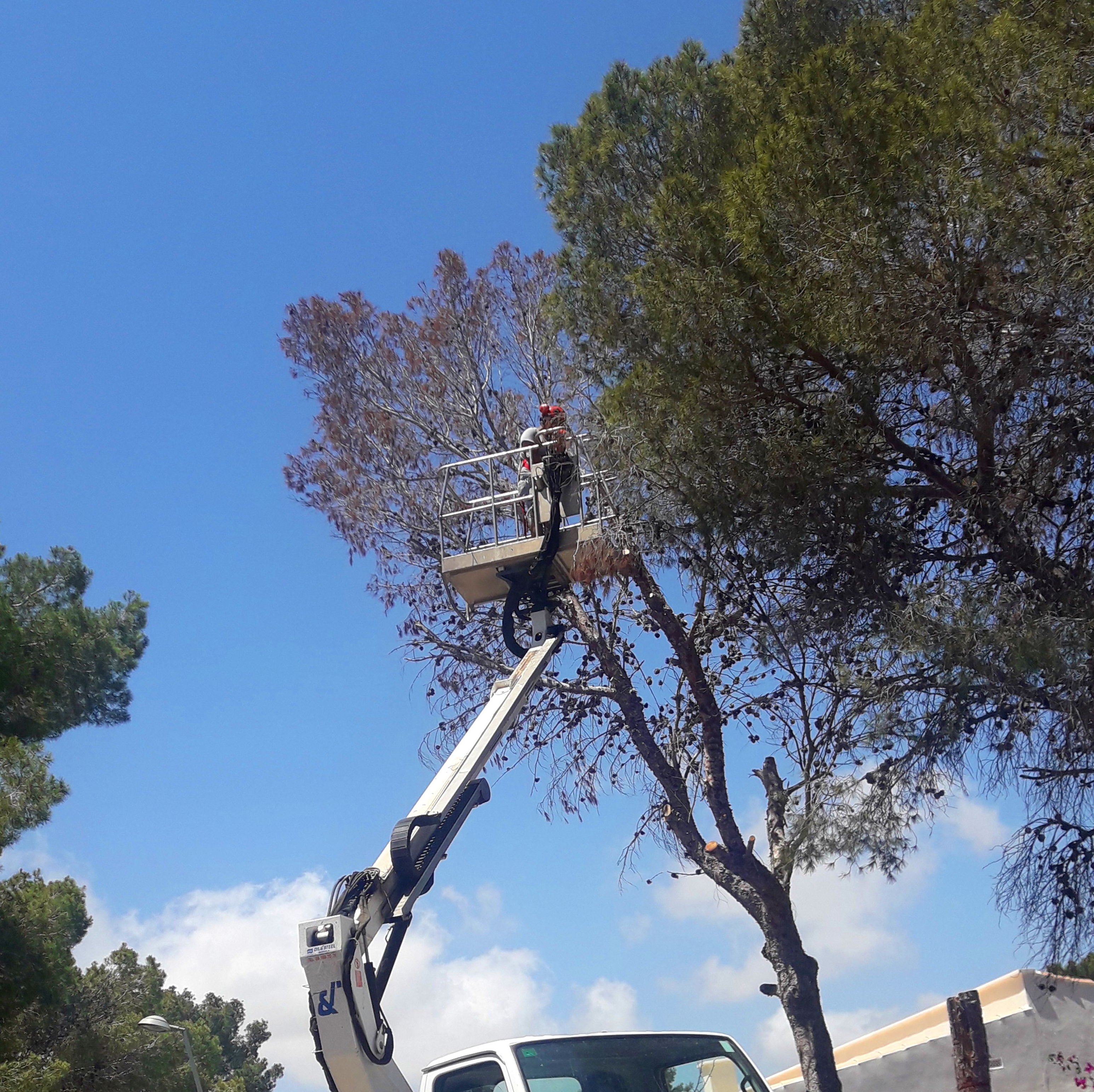 Tala de pino en Torrevieja