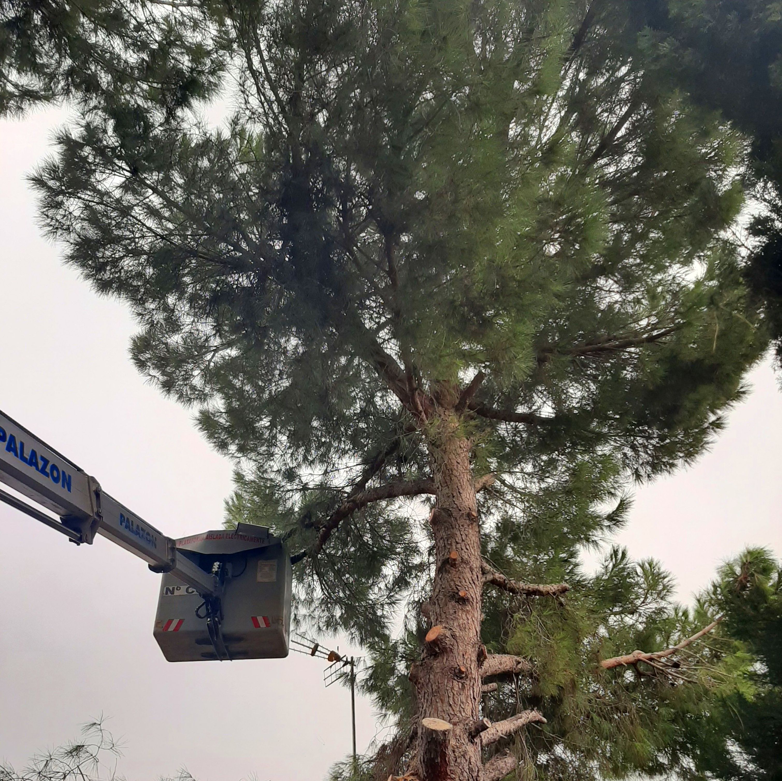 Poda de pino en Murcia Poda de pino en Murcia