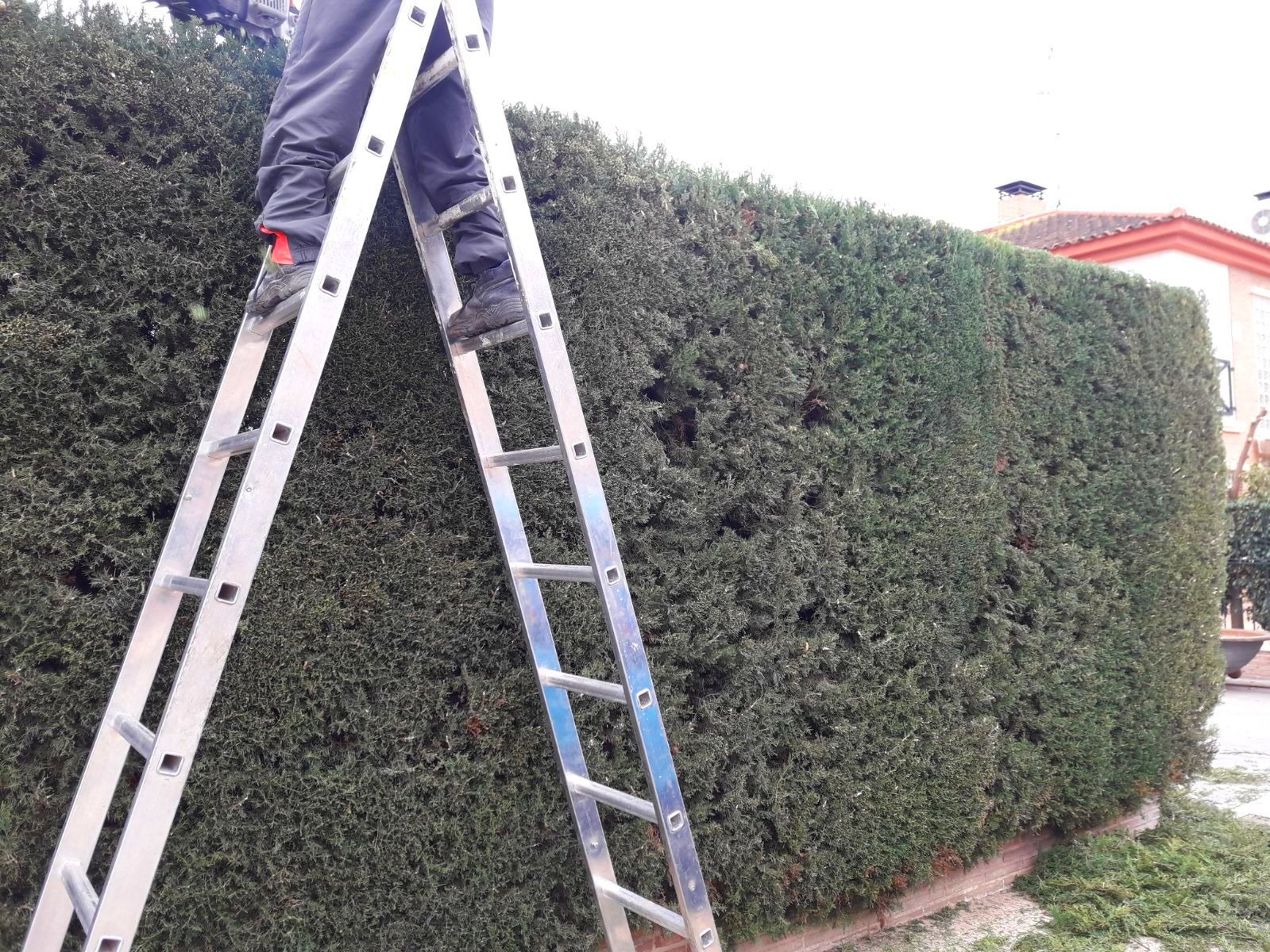 Poda de cipreses Poda de cipreses