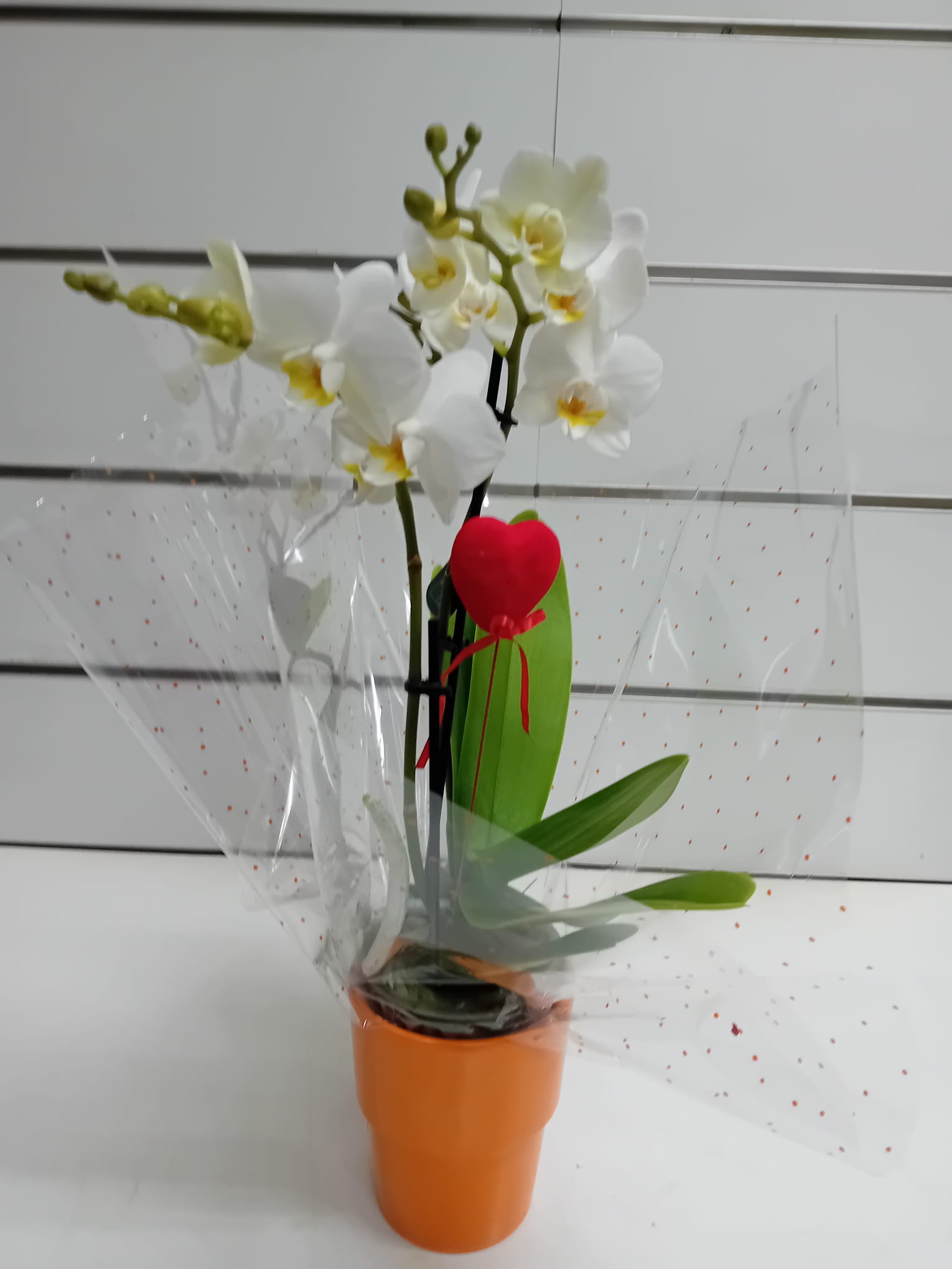 Orquídea pequeña: CATALOGO de Floristería Manuela