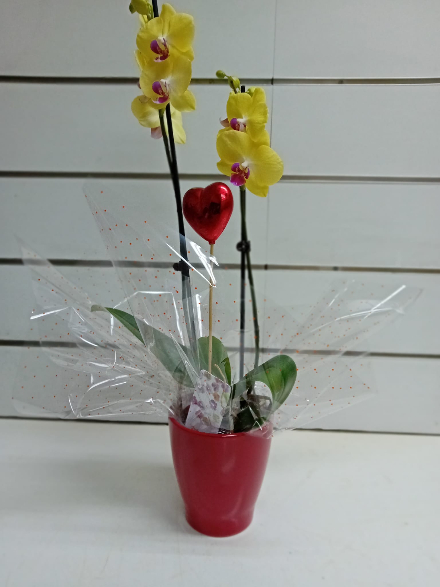 Orquídea: CATALOGO de Floristería Manuela