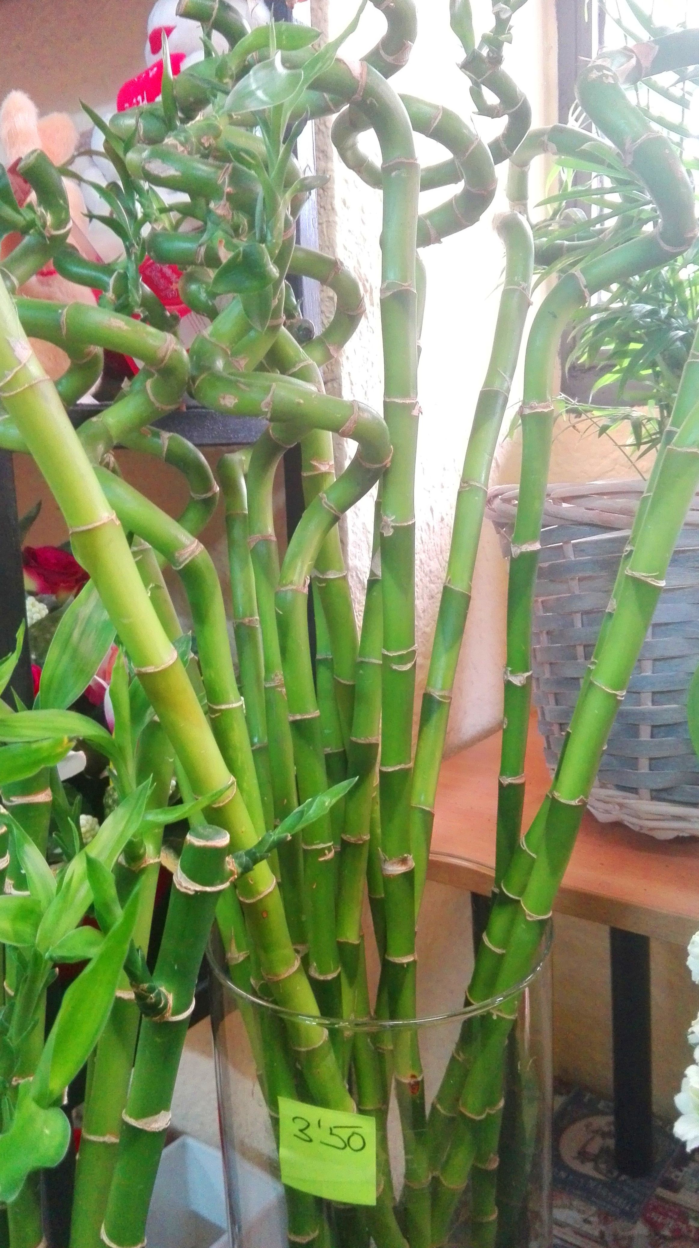 Bambú todo el año