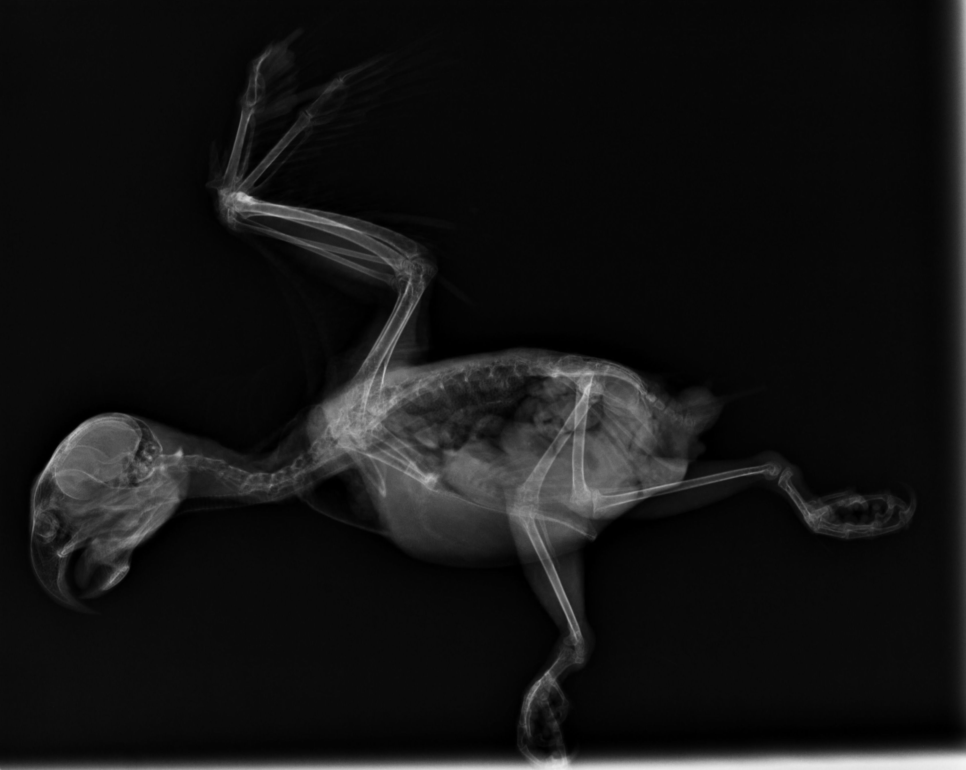 Diagnóstico por imagen: Productos y servicios de Clínica Veterinaria Boavet Diagnóstico por imagen: Productos y servicios de Clínica Veterinaria Boavet