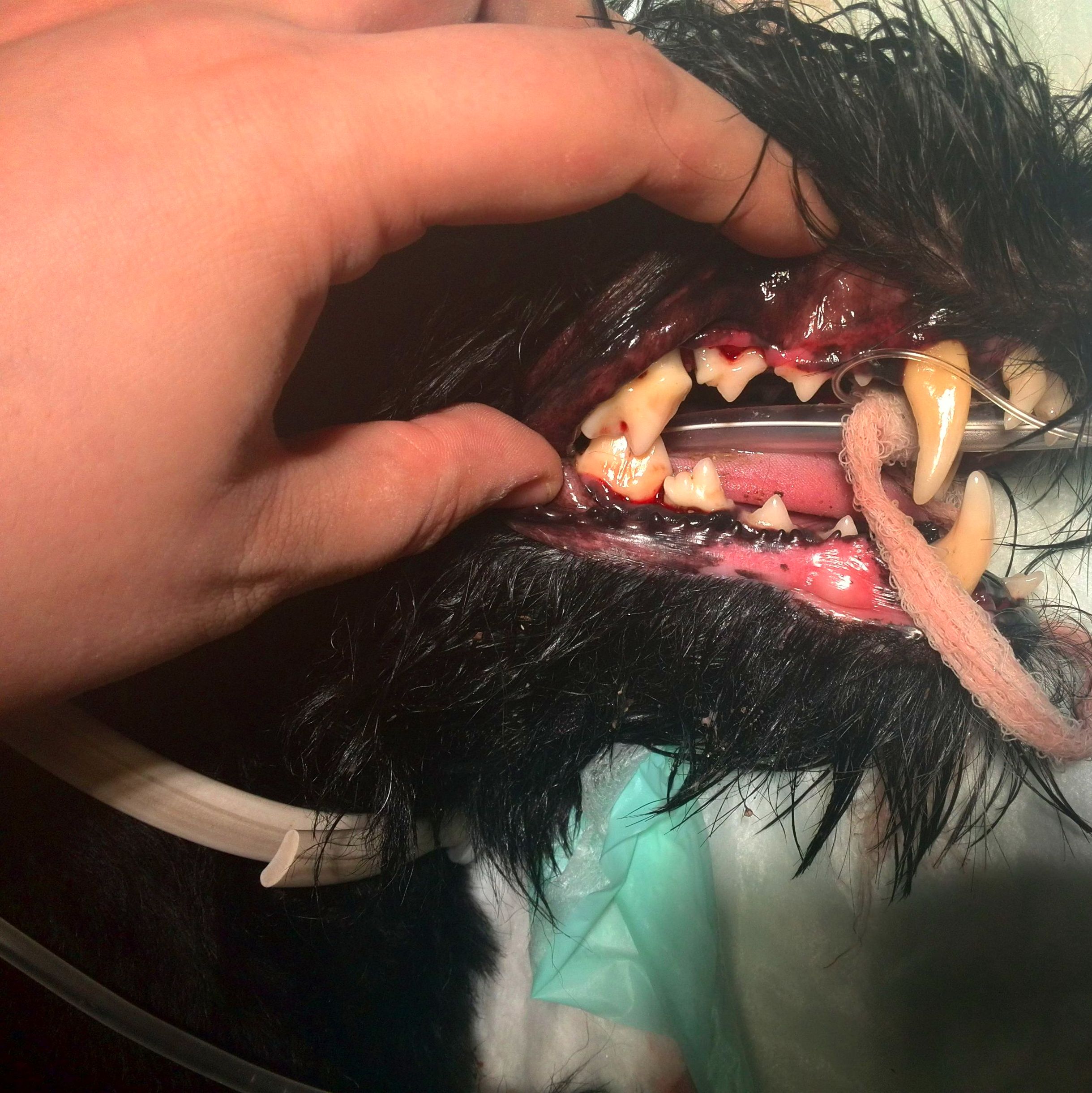 Limpieza dental en perros Limpieza dental en perros