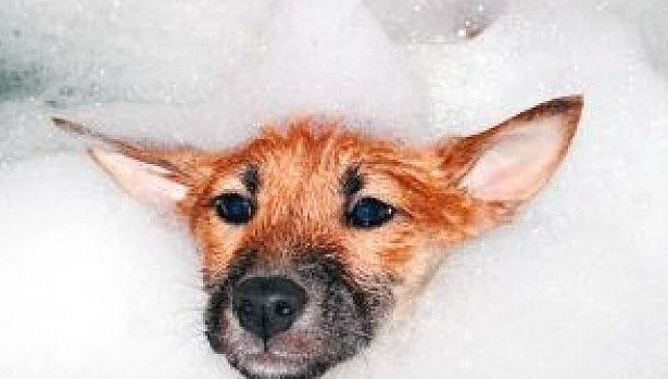 Peluquería y estética canina: Productos y servicios de Clínica Veterinaria Boavet Peluquería y estética canina: Productos y servicios de Clínica Veterinaria Boavet