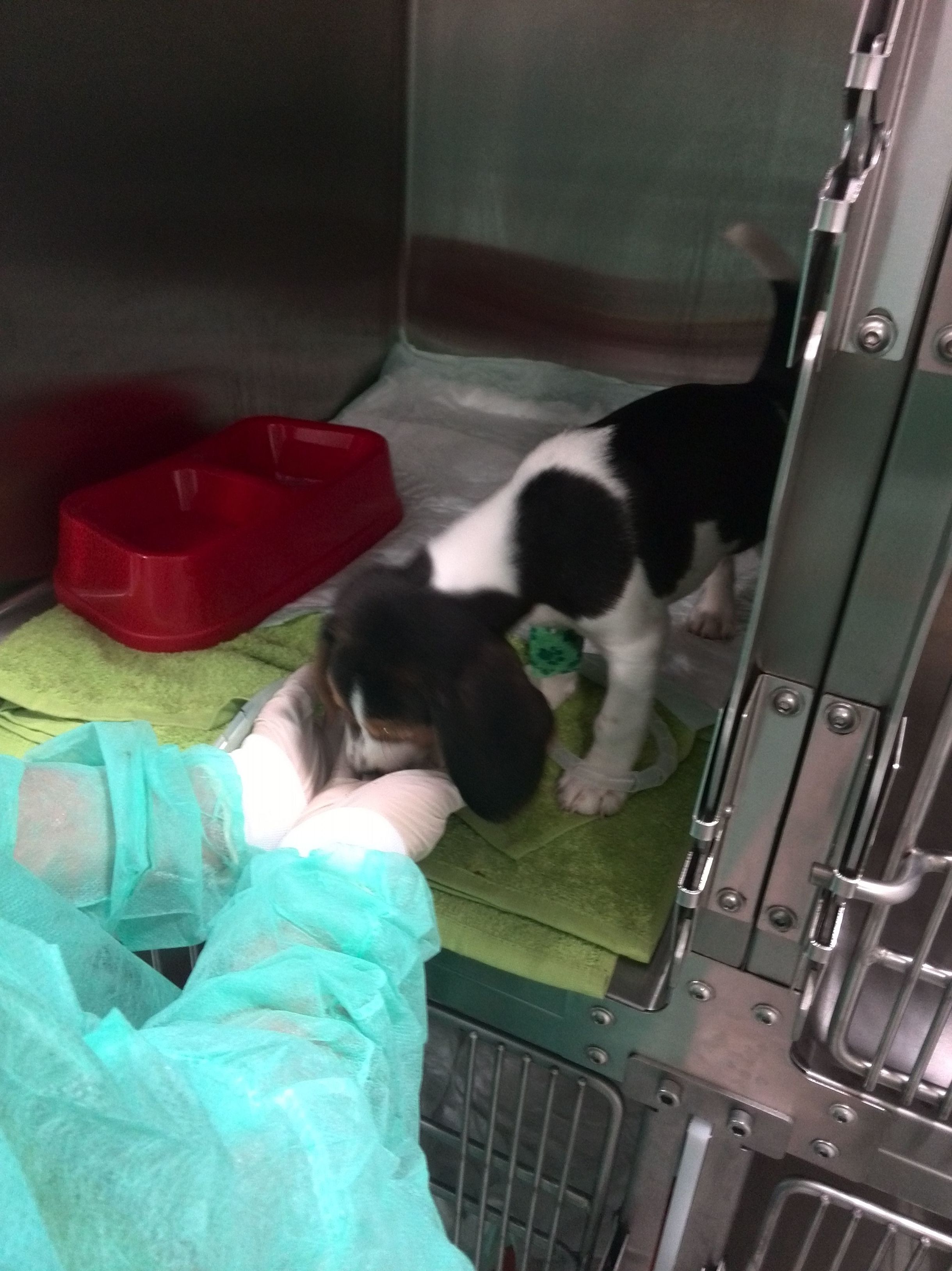 Atención veterinaria y cuidados intensivos Atención veterinaria y cuidados intensivos
