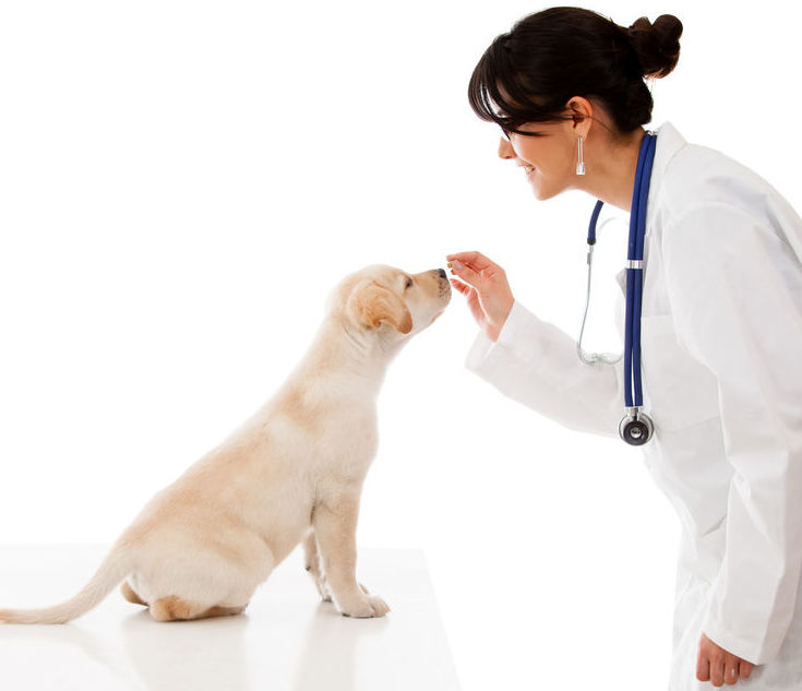 Urgencias veterinarias Madrid: Productos y servicios de Clínica Veterinaria Boavet Urgencias veterinarias Madrid: Productos y servicios de Clínica Veterinaria Boavet
