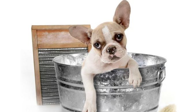 Peluquería y estética canina: Productos y servicios de Clínica Veterinaria Boavet Peluquería y estética canina: Productos y servicios de Clínica Veterinaria Boavet