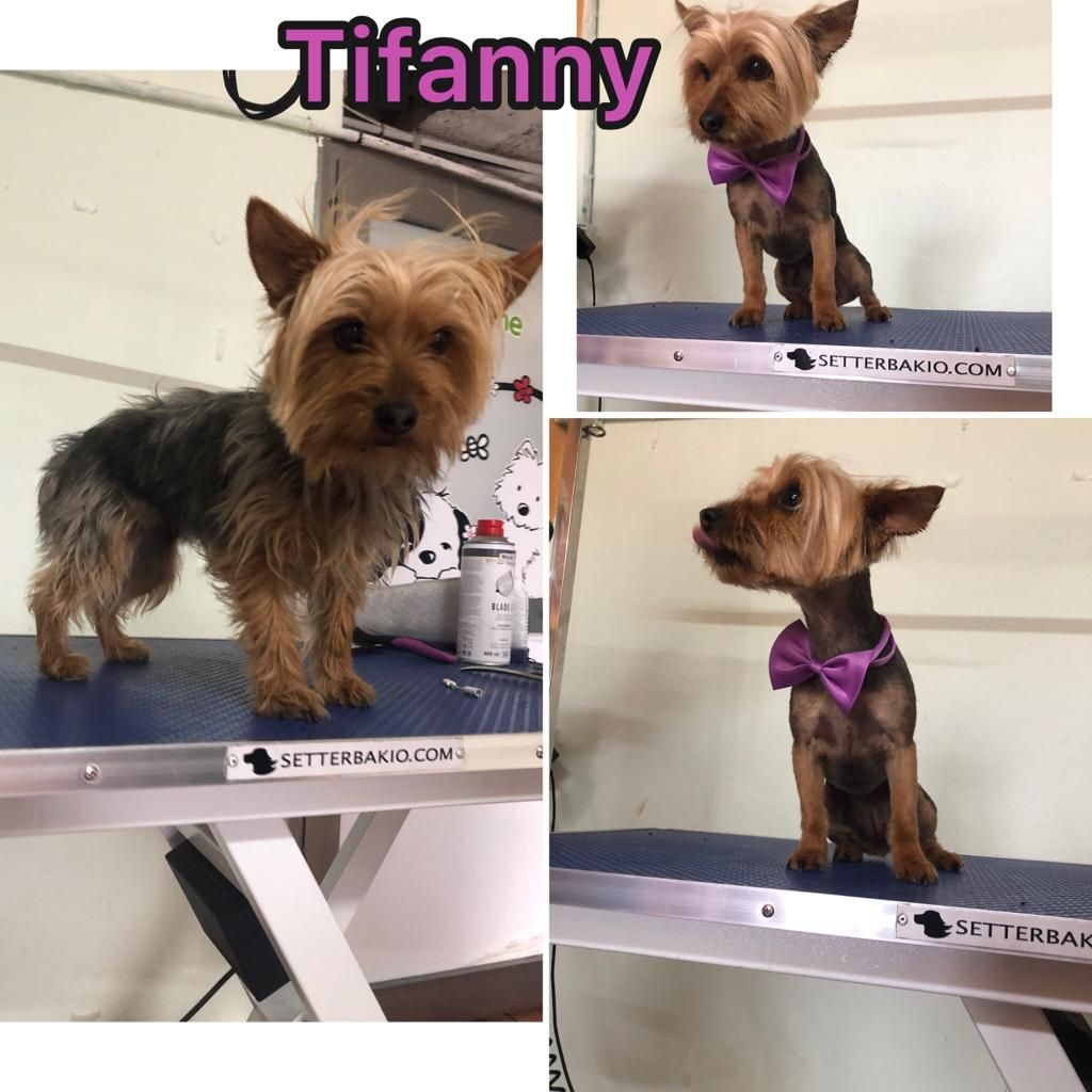 Peluquería: Servicios de Nueva Enseñanza Escuela Canina Peluquería: Servicios de Nueva Enseñanza Escuela Canina