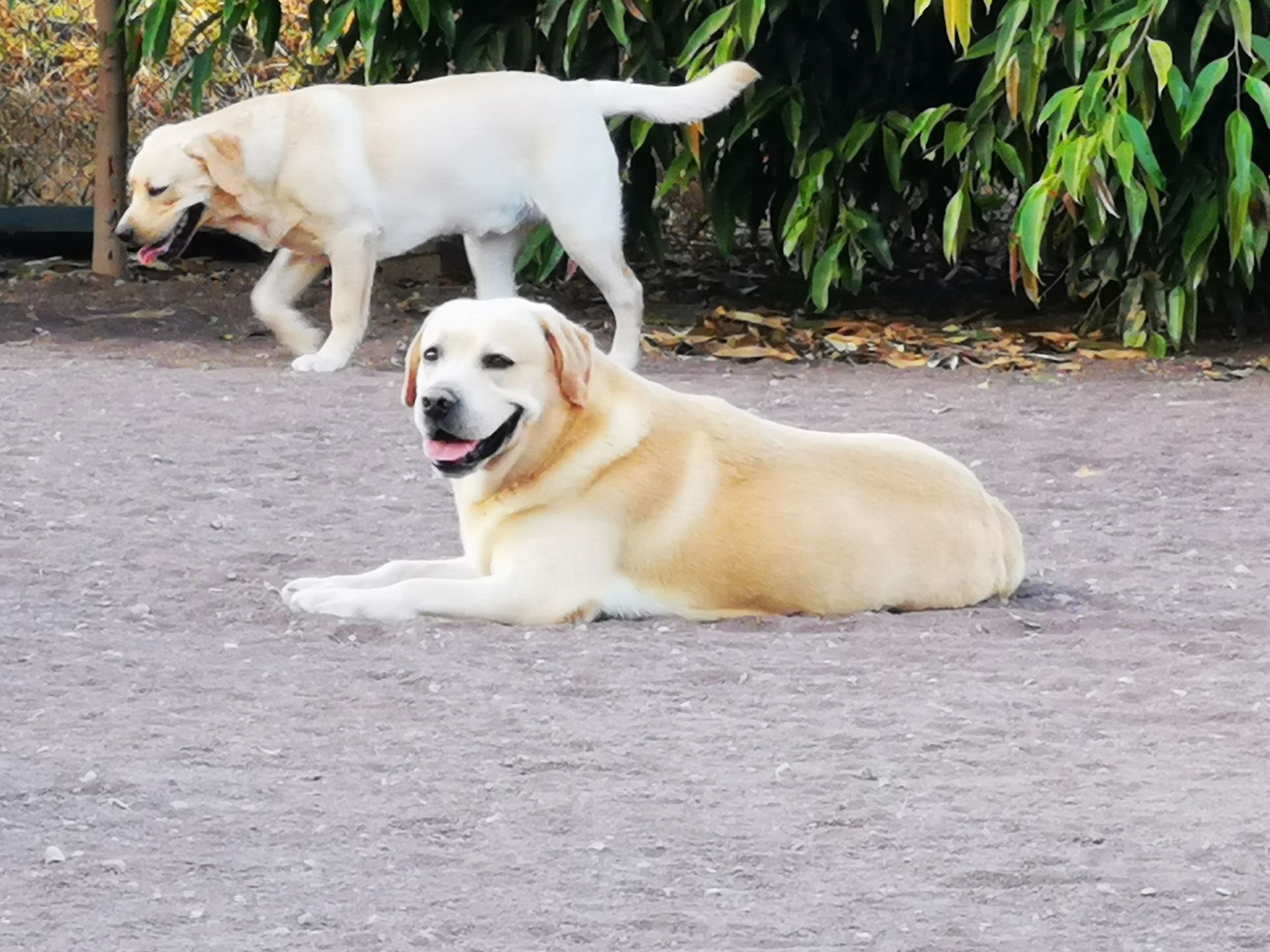 Criadores los labradores de las Medianias G. C: Servicios de Nueva Enseñanza Escuela Canina Criadores los labradores de las Medianias G. C: Servicios de Nueva Enseñanza Escuela Canina
