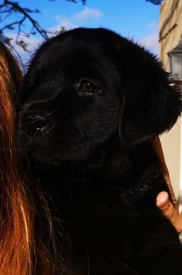 Criadores los labradores de las Medianias G. C: Servicios de Nueva Enseñanza Escuela Canina Criadores los labradores de las Medianias G. C: Servicios de Nueva Enseñanza Escuela Canina