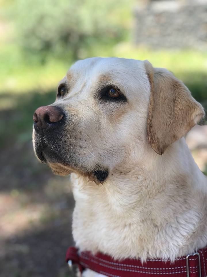 Accesorios para mascotas: Servicios de Nueva Enseñanza Escuela Canina Accesorios para mascotas: Servicios de Nueva Enseñanza Escuela Canina