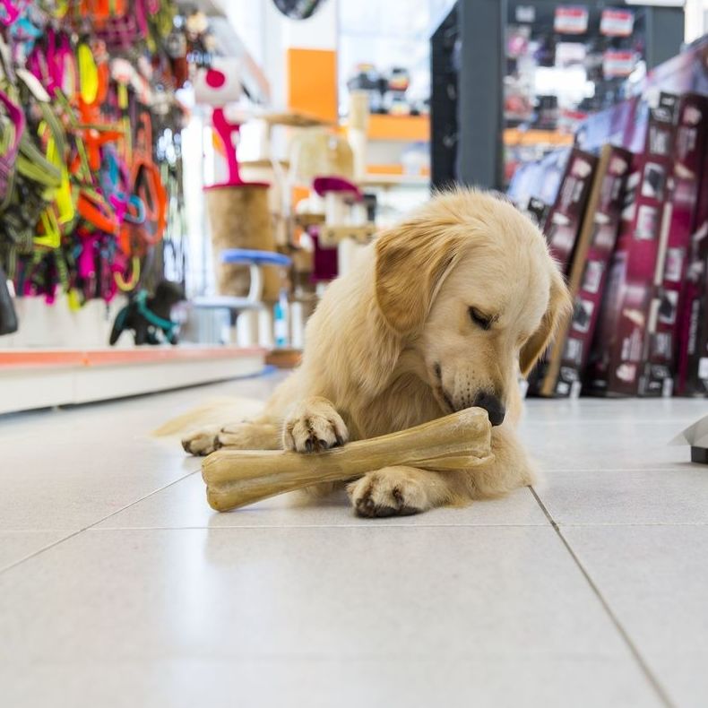 ¡¡Nos vemos a la vuelta!!: Servicios de Nueva Enseñanza Escuela Canina ¡¡Nos vemos a la vuelta!!: Servicios de Nueva Enseñanza Escuela Canina