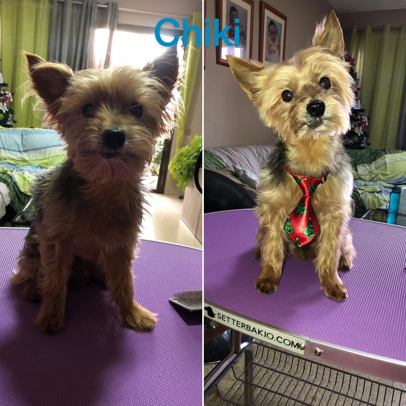 Peluquería: Servicios de Nueva Enseñanza Escuela Canina Peluquería: Servicios de Nueva Enseñanza Escuela Canina