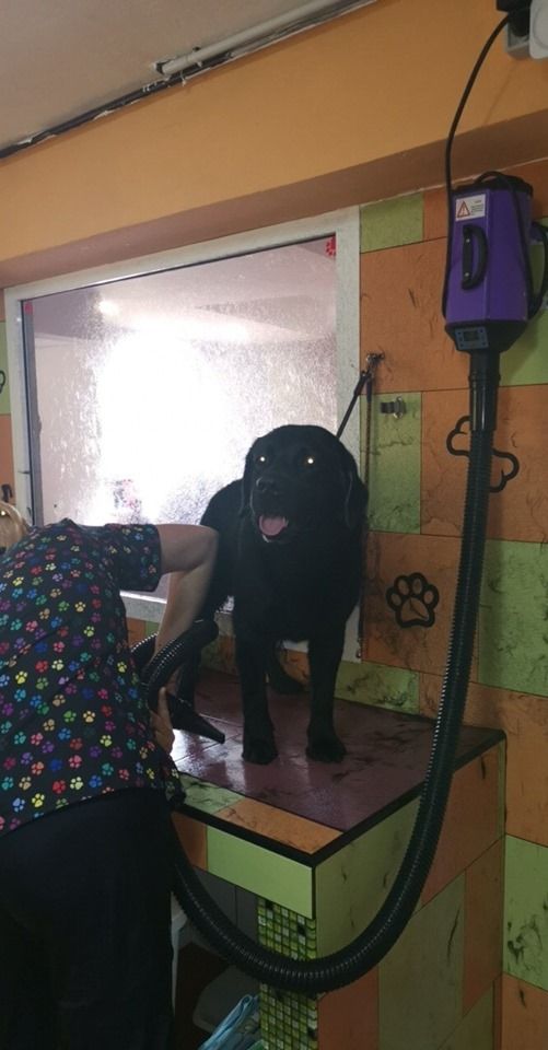 Instalaciones: Servicios de Nueva Enseñanza Escuela Canina Instalaciones: Servicios de Nueva Enseñanza Escuela Canina
