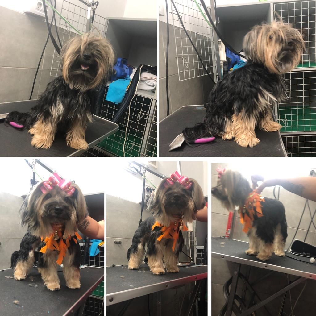 Peluquería: Servicios de Nueva Enseñanza Escuela Canina Peluquería: Servicios de Nueva Enseñanza Escuela Canina