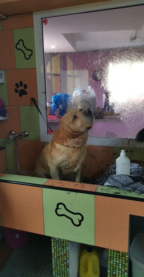 Instalaciones: Servicios de Nueva Enseñanza Escuela Canina Instalaciones: Servicios de Nueva Enseñanza Escuela Canina