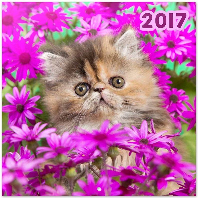 Calendario Pared 2017 Gato Chantrenne Cat