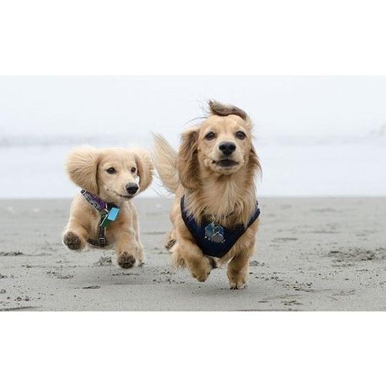 Consulta: Servicios de Clínica Veterinaria Manoteras Consulta: Servicios de Clínica Veterinaria Manoteras
