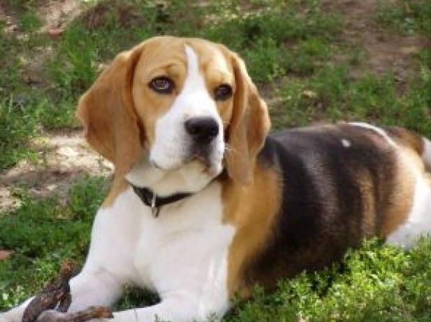 Análisis: Servicios de Clínica Veterinaria Manoteras Análisis: Servicios de Clínica Veterinaria Manoteras