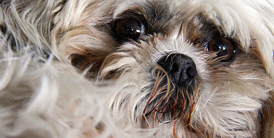 Vacunas: Servicios de Clínica Veterinaria Manoteras Vacunas: Servicios de Clínica Veterinaria Manoteras