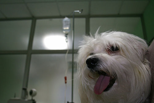 Cirugía: Servicios de Clínica Veterinaria Manoteras Cirugía: Servicios de Clínica Veterinaria Manoteras