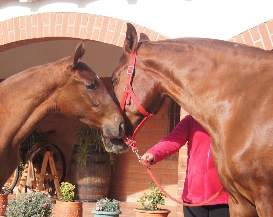 Alquiler de caballos: Servicios de Yeguada Claudio Pot