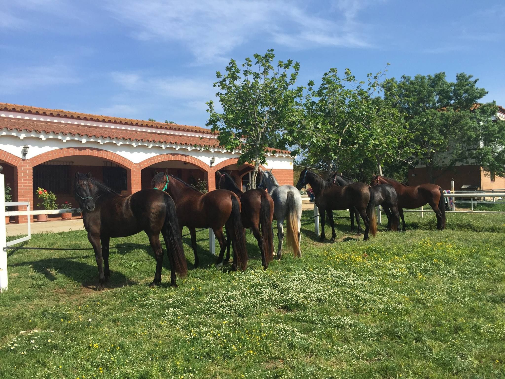 Clases de equitación en Girona
