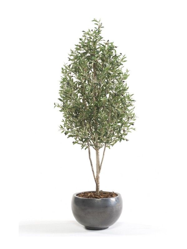 Árbol olivo Mini: ¿Qué hacemos? de Ches Pa, S.L. Árbol olivo Mini: ¿Qué hacemos? de Ches Pa, S.L.