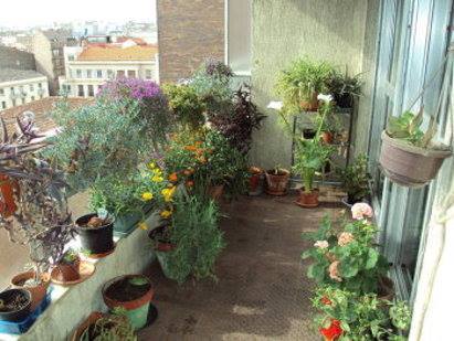 Plantas para terrazas