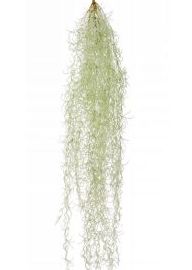 Gran arbusto capilar Tillandsia: ¿Qué hacemos? de Ches Pa, S.L. Gran arbusto capilar Tillandsia: ¿Qué hacemos? de Ches Pa, S.L.