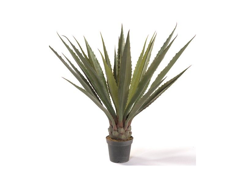 Planta Agave acabado Corona Ancha: ¿Qué hacemos? de Ches Pa, S.L. Planta Agave acabado Corona Ancha: ¿Qué hacemos? de Ches Pa, S.L.