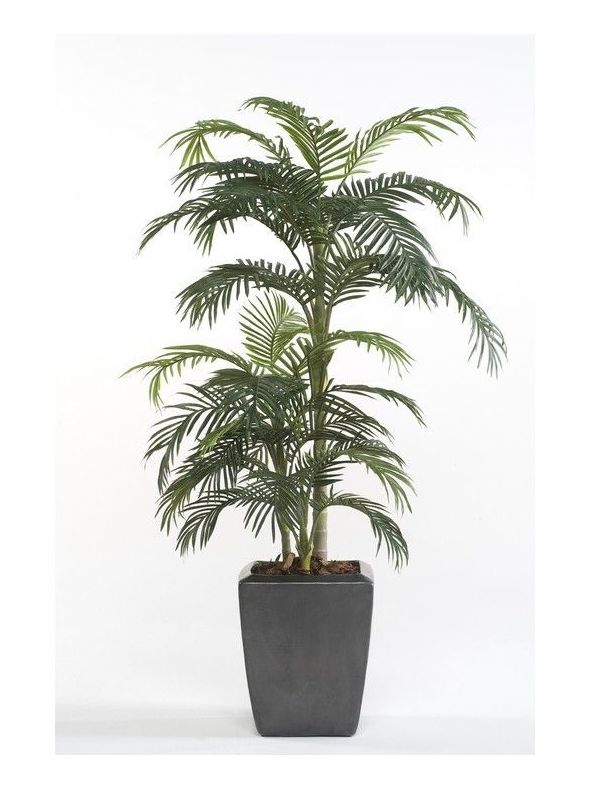 Árbol Palmera Premium: ¿Qué hacemos? de Ches Pa, S.L. Árbol Palmera Premium: ¿Qué hacemos? de Ches Pa, S.L.